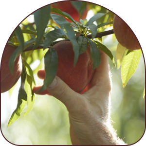 A hand picking a peach from a tree