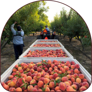 Boxes of peaches in a container with farmers working in the background
